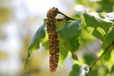 Betula ermanii - bříza Ermanova - listy a květ